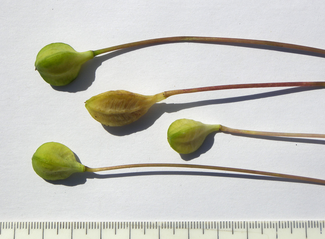 Image of Erythronium caucasicum specimen.