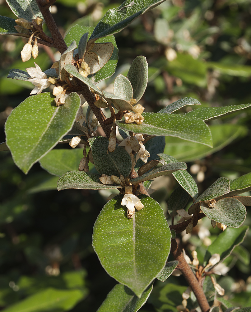 Image of Elaeagnus &times; submacrophylla specimen.