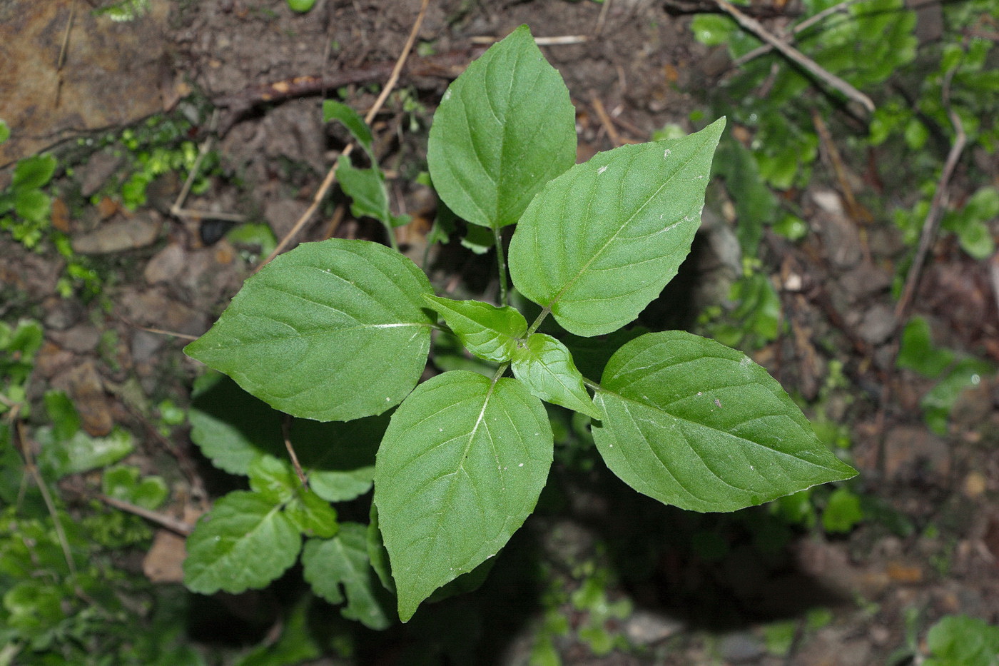 Изображение особи Circaea lutetiana.