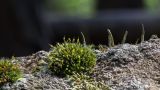 Grimmia longirostris