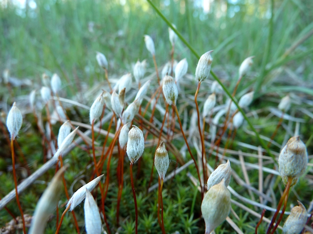 Изображение особи Polytrichum commune.