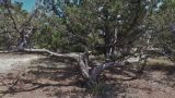 Juniperus excelsa. Старое засыхающее дерево. Крым, ботанический заказник Караул-Оба. 23.06.2017.
