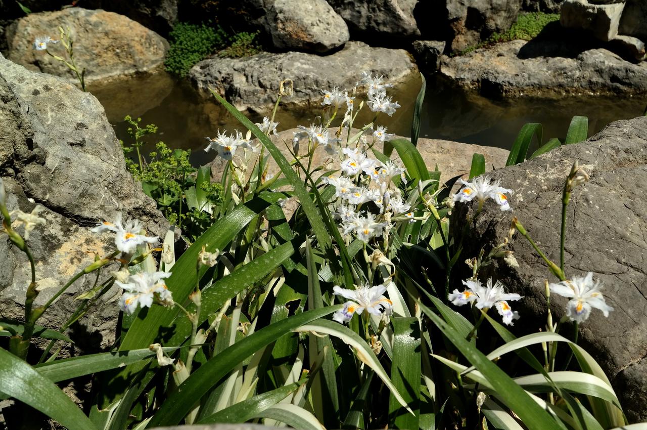 Image of Iris japonica specimen.