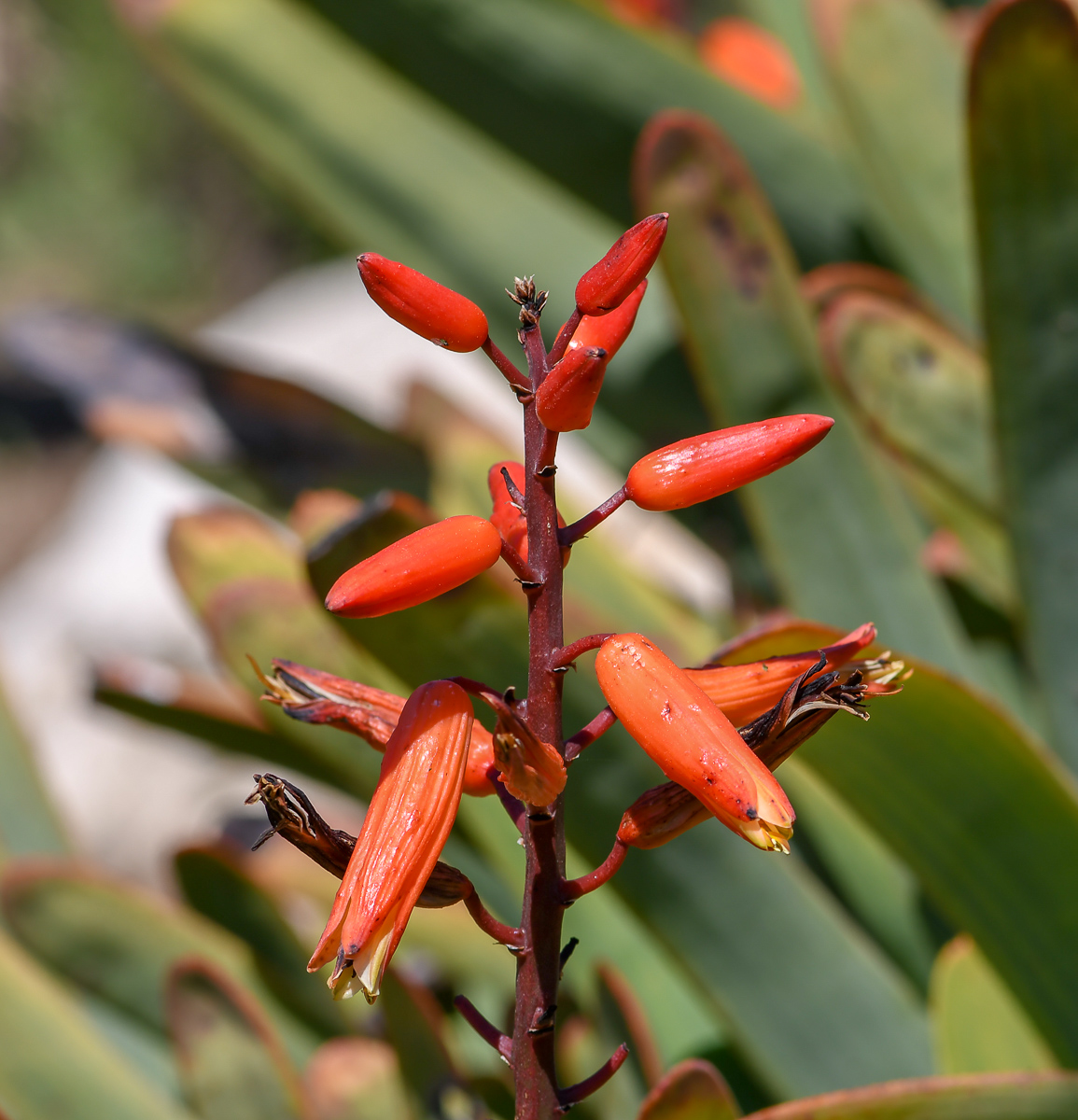 Изображение особи Aloe plicatilis.