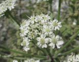 Heracleum grandiflorum. Соцветие-зонтичек. Дагестан, Левашинский р-н, окр. с. Цудахар, ок. 1300 м н.у.м., каменистый известняковый склон. 11.06.2019.