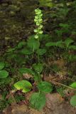 Pyrola minor. Плодоносящее растение. Горный Крым, р. Большая Бурульча. 17 июля 2010 г.