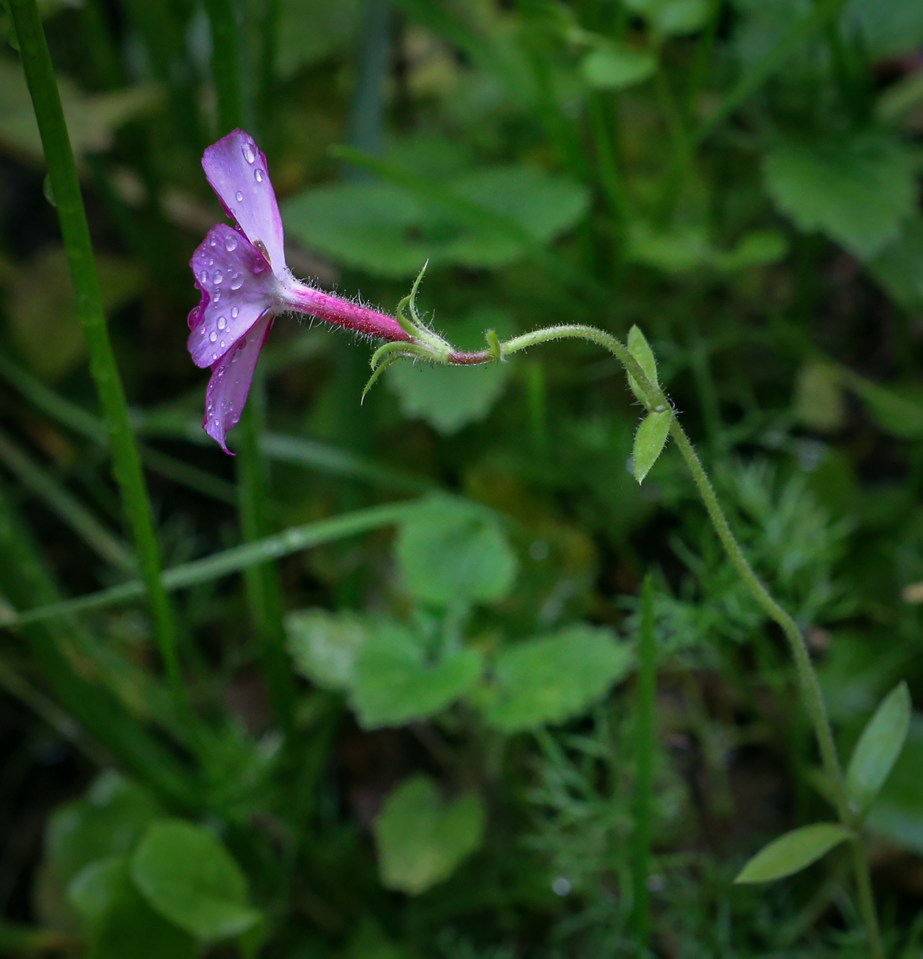 Изображение особи Phlox drummondii.