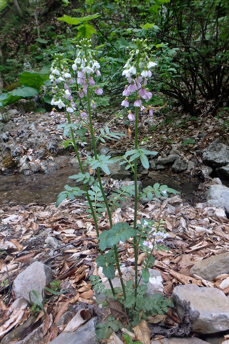 Изображение особи Cardamine uliginosa.