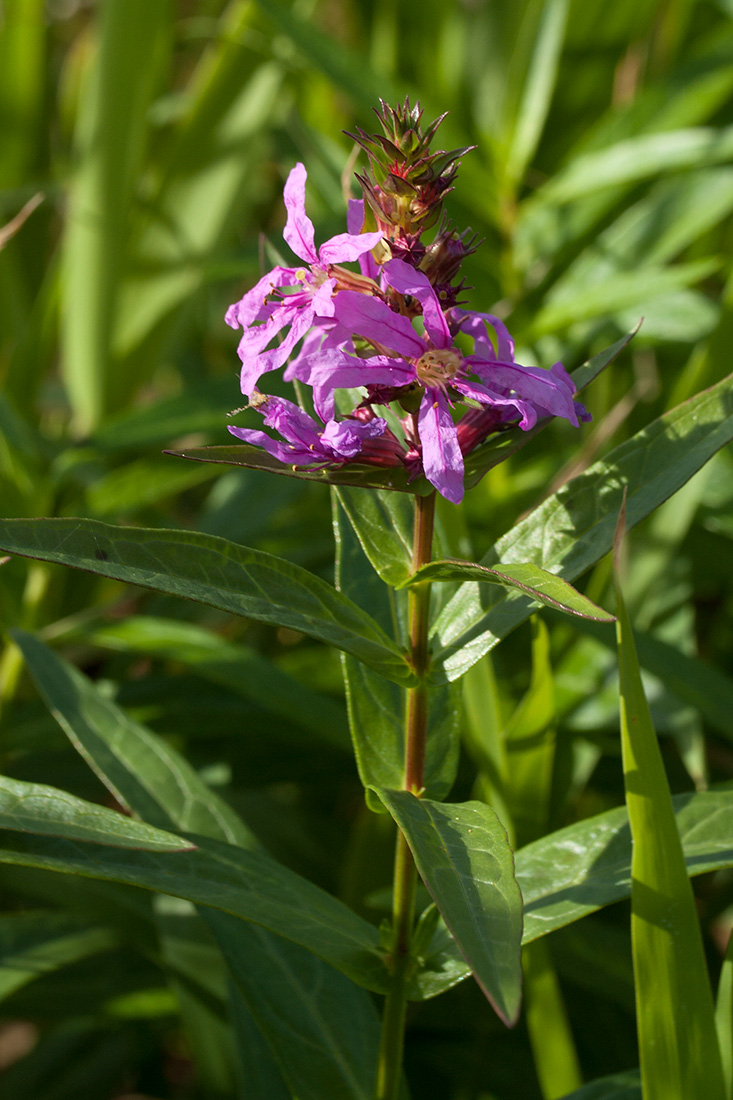 Image of Lythrum intermedium specimen.