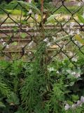 Linaria repens. Цветущие растения. Нидерланды, Гронинген, рудеральное местообитание у железной дороги. 8 августа 2010 г.