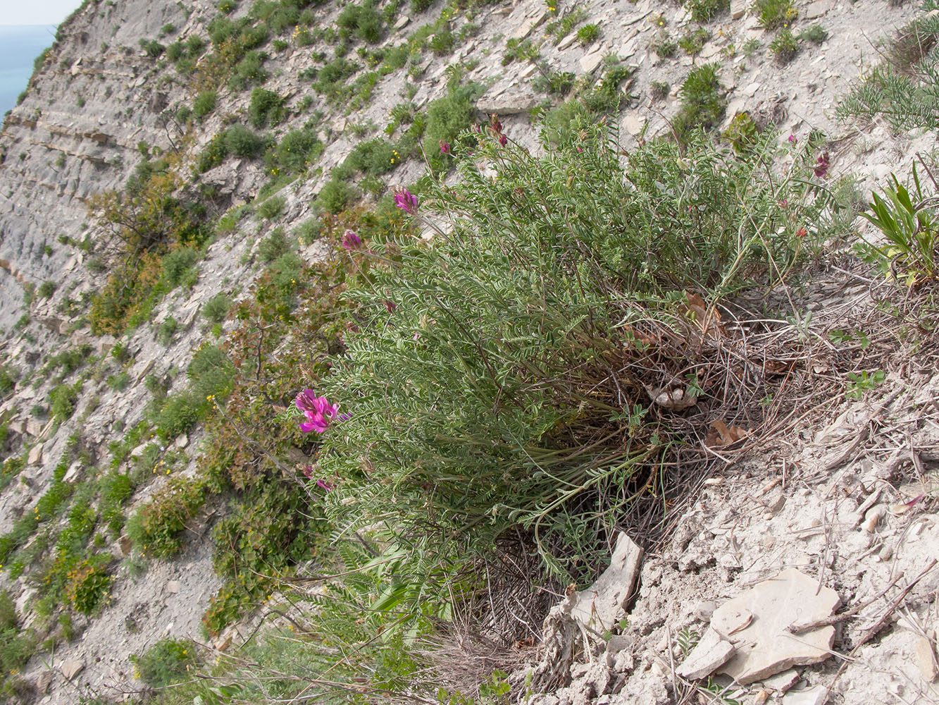 Image of Hedysarum tauricum specimen.