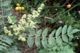 Rhus coriaria