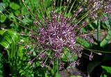 Allium schubertii