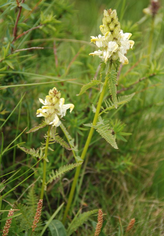 Image of Pedicularis compacta specimen.