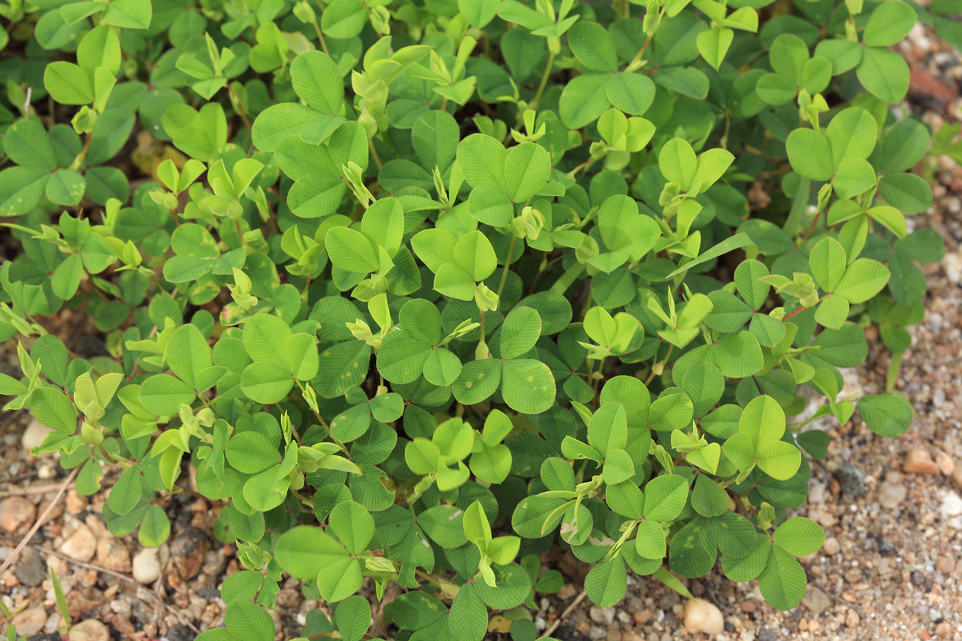 Image of Kummerowia stipulacea specimen.