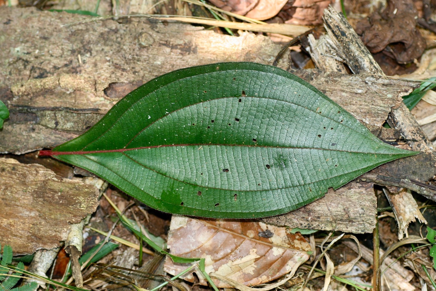 Image of Miconia nervosa specimen.