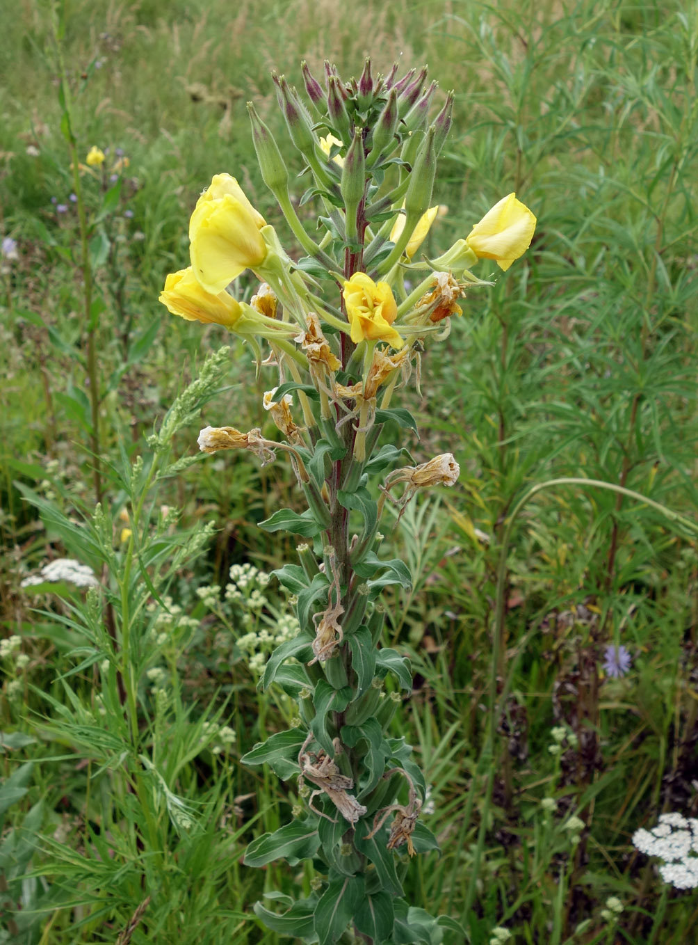 Image of genus Oenothera specimen.