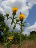 Centaurea thracica