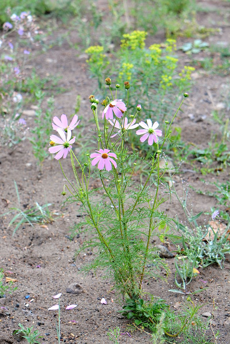 Изображение особи Cosmos bipinnatus.