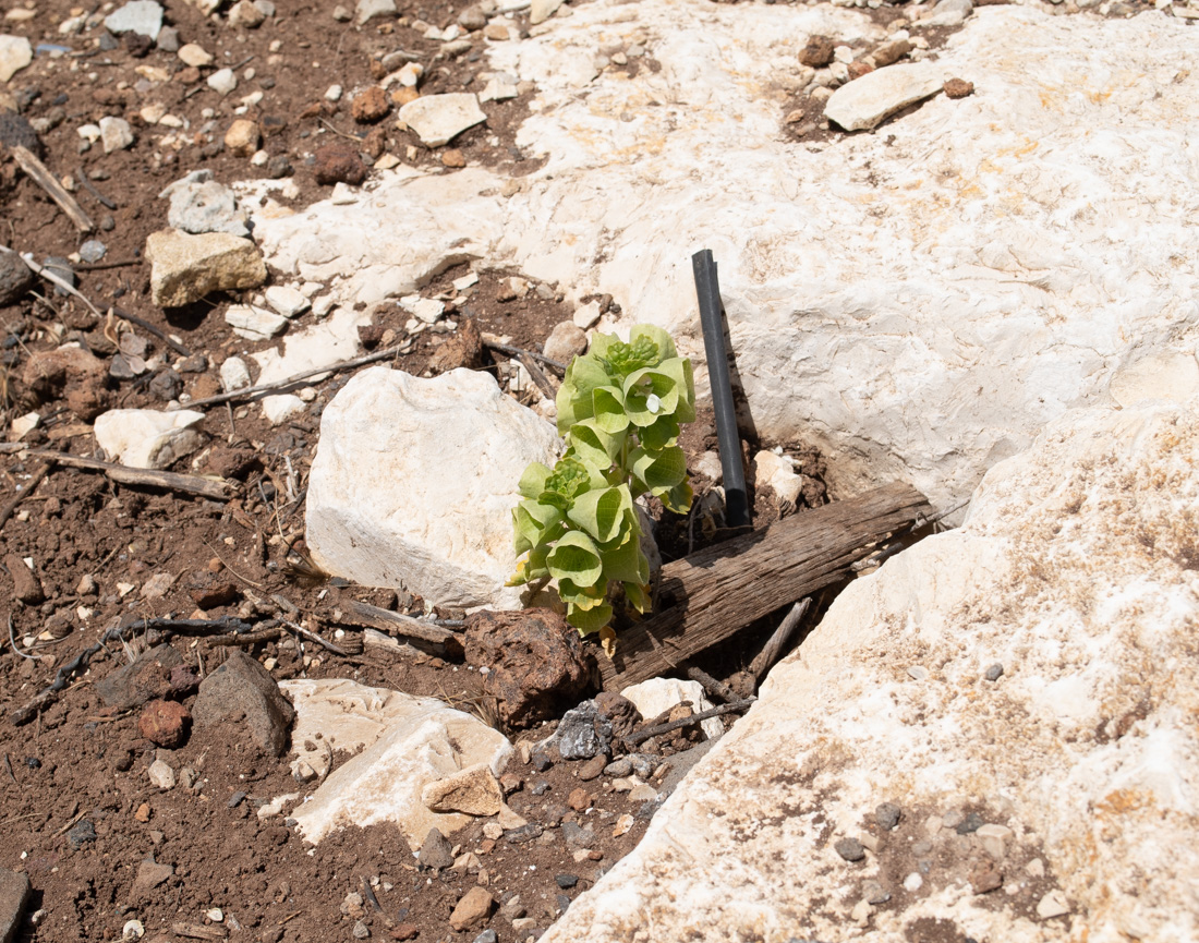 Image of Moluccella laevis specimen.