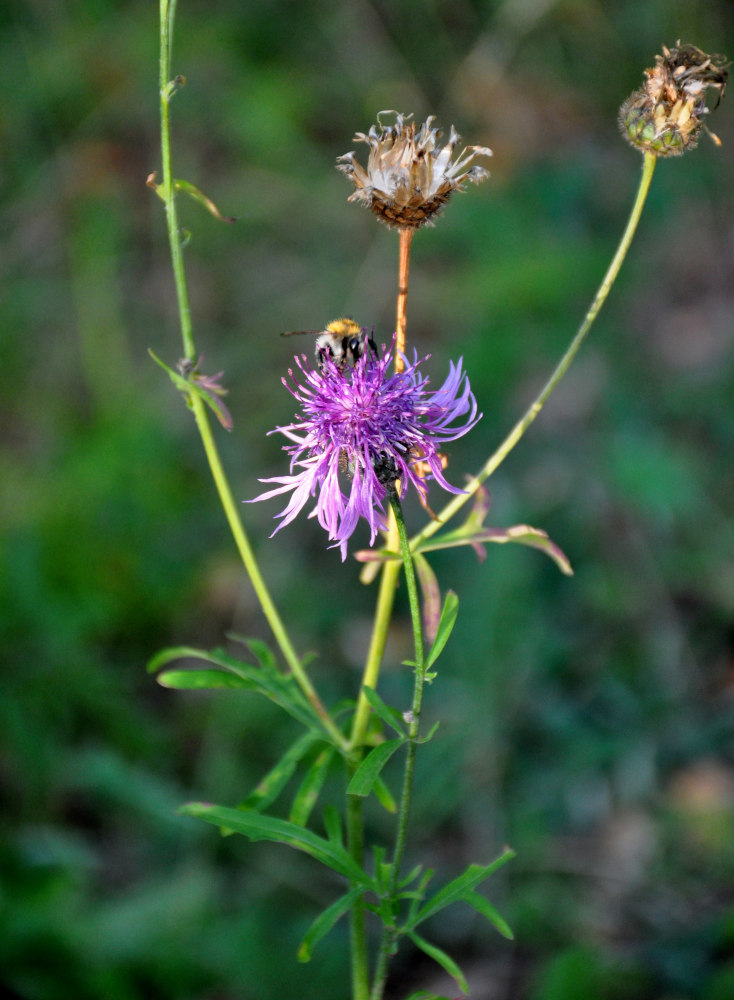 Изображение особи Centaurea scabiosa.