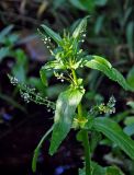 Veronica anagallis-aquatica. Верхушка цветущего растения. Московская обл., окр. г. Железнодорожный, долина р. Чёрная, в воде у берега. 06.07.2020.