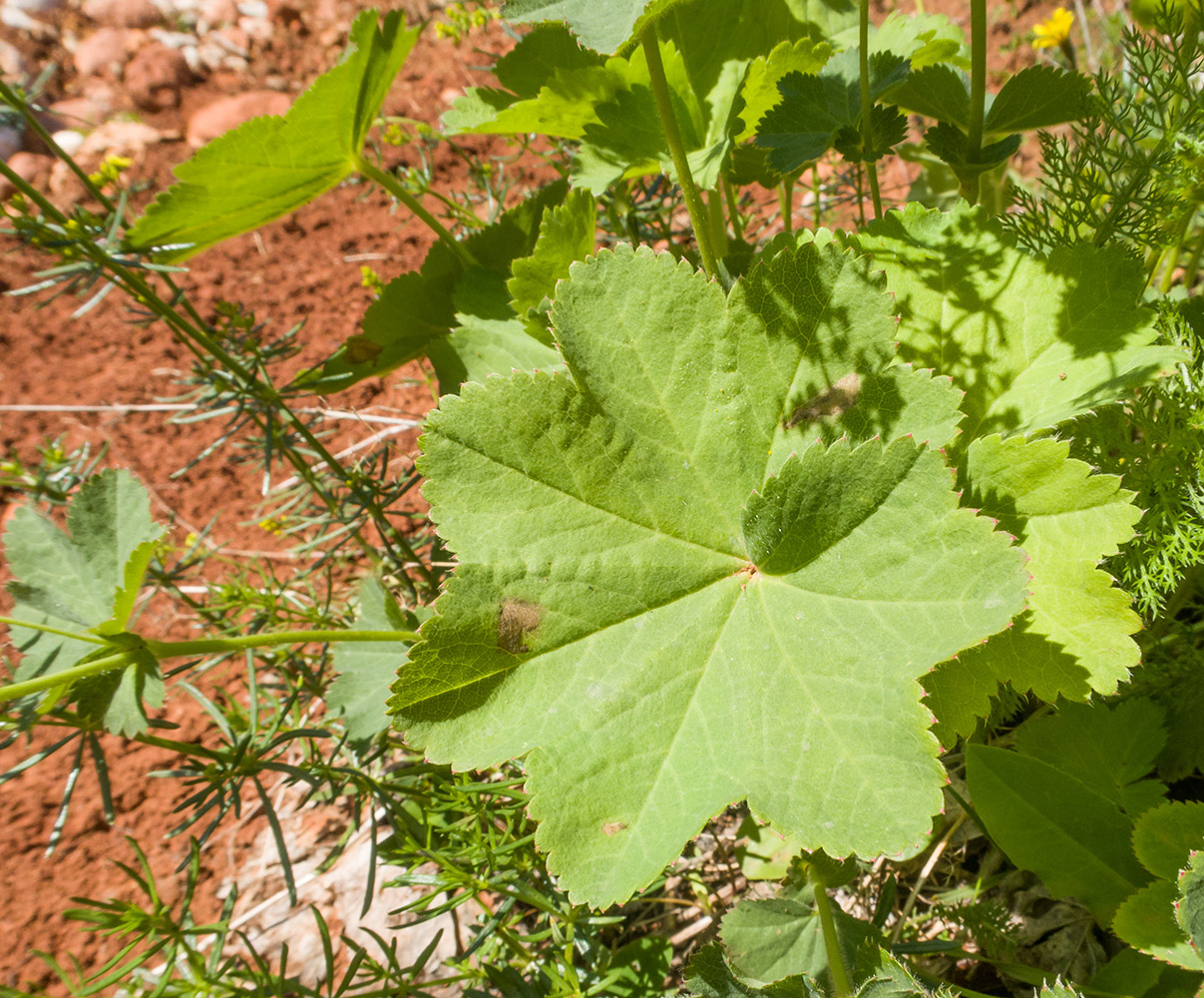 Image of Alchemilla orthotricha specimen.