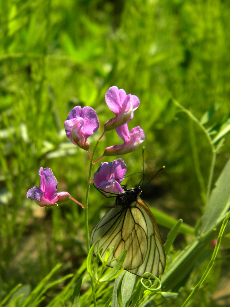 Image of Lathyrus palustris specimen.