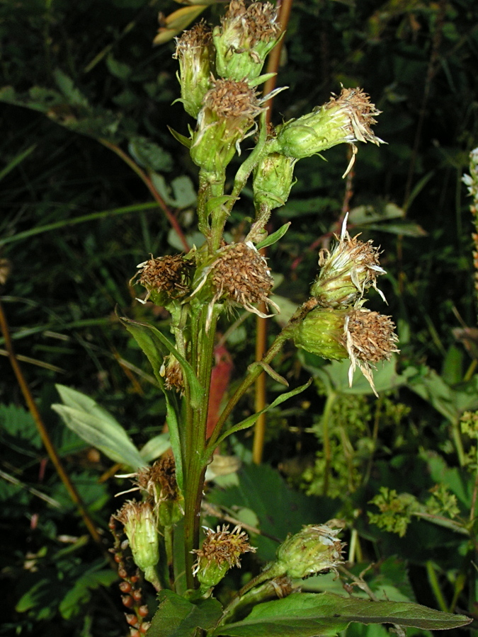 Image of Solidago virgaurea ssp. dahurica specimen.