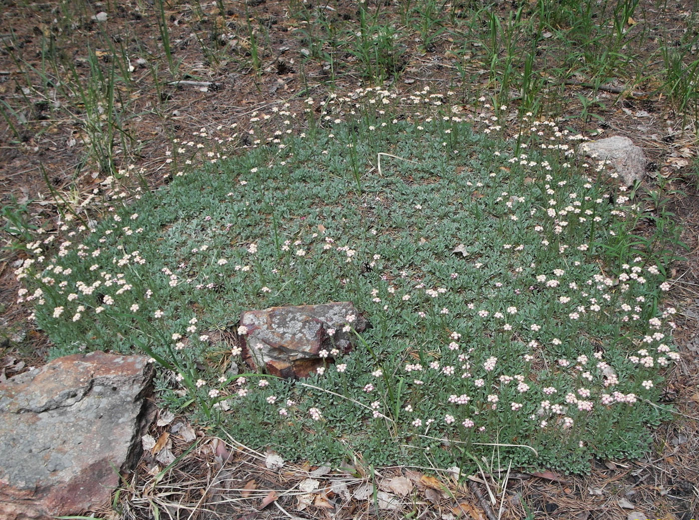 Image of Antennaria dioica specimen.