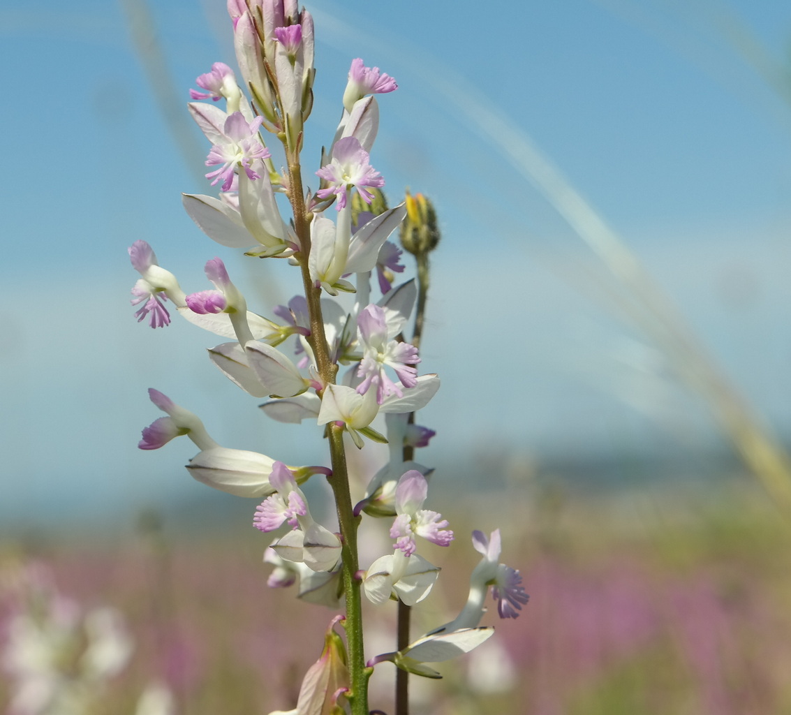 Image of Polygala major specimen.