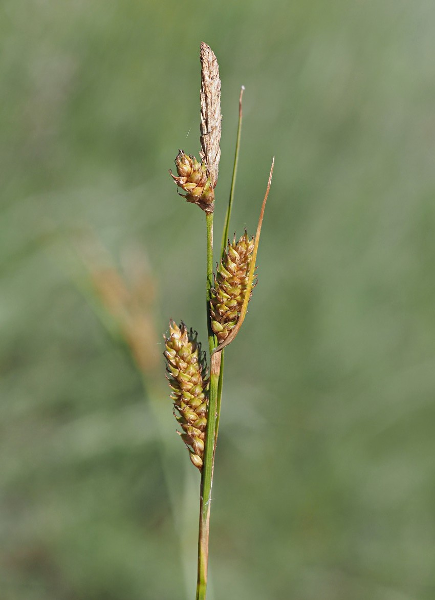 Image of Carex diluta specimen.