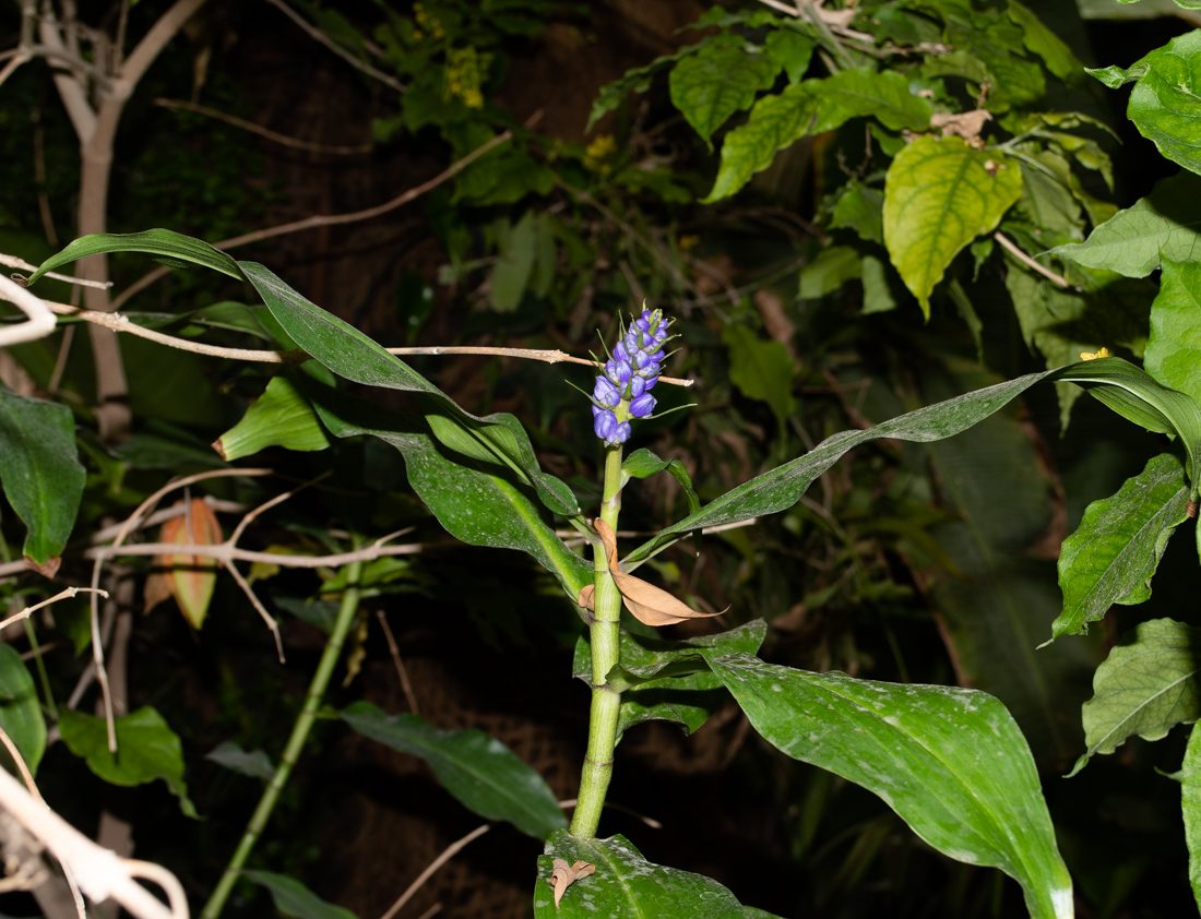 Image of Dichorisandra thyrsiflora specimen.