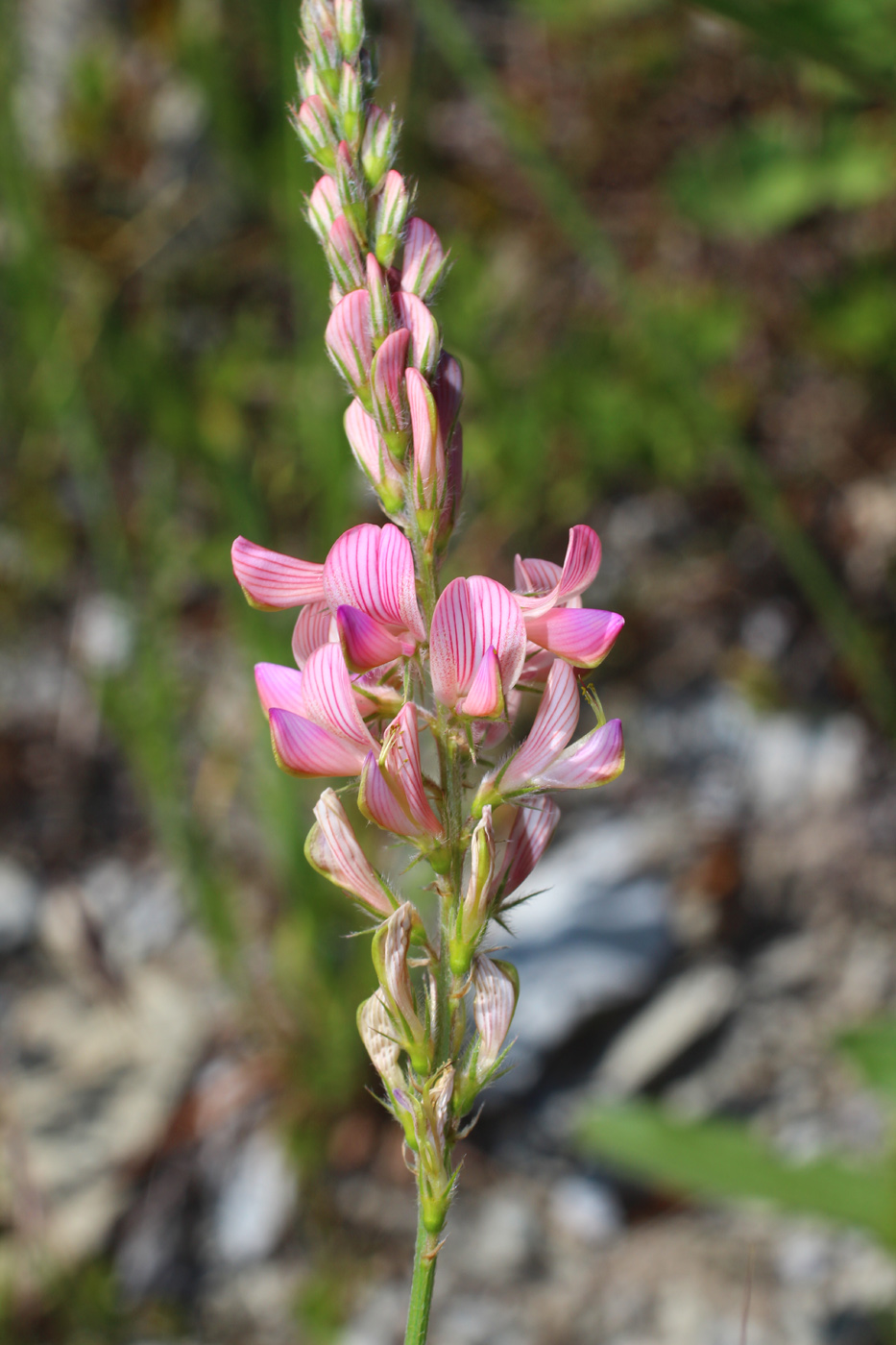 Image of Onobrychis inermis specimen.