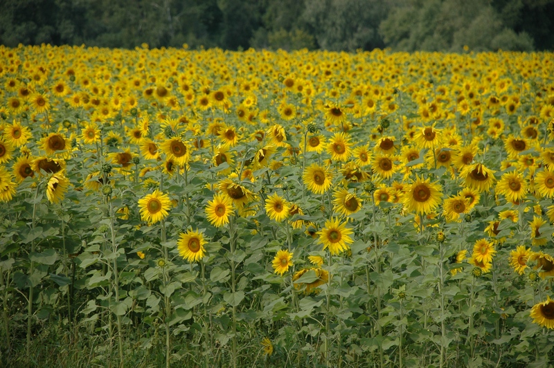 Image of Helianthus annuus specimen.