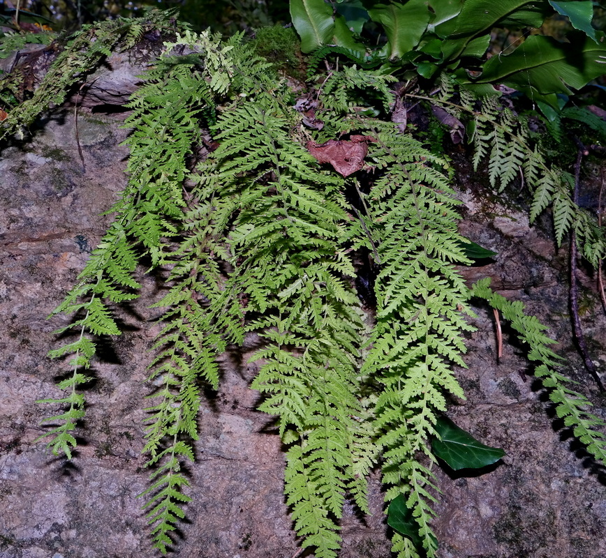 Изображение особи Woodsia caucasica.