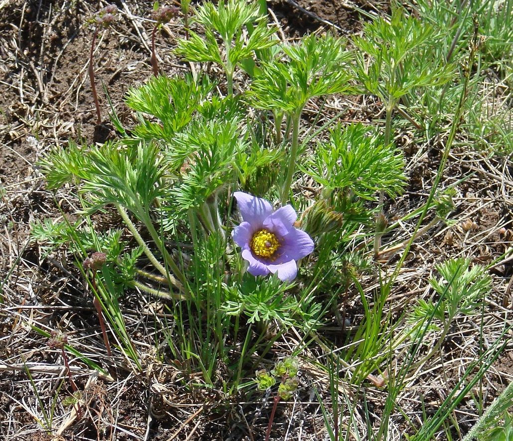 Image of Pulsatilla turczaninovii specimen.