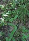 Epilobium montanum