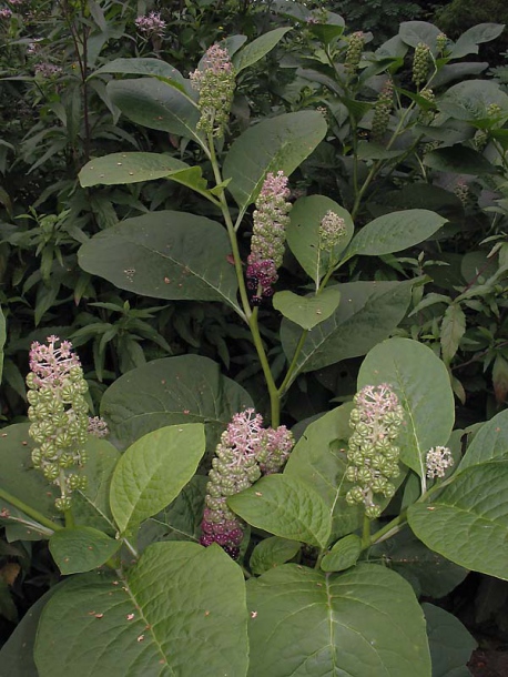 Image of Phytolacca acinosa specimen.