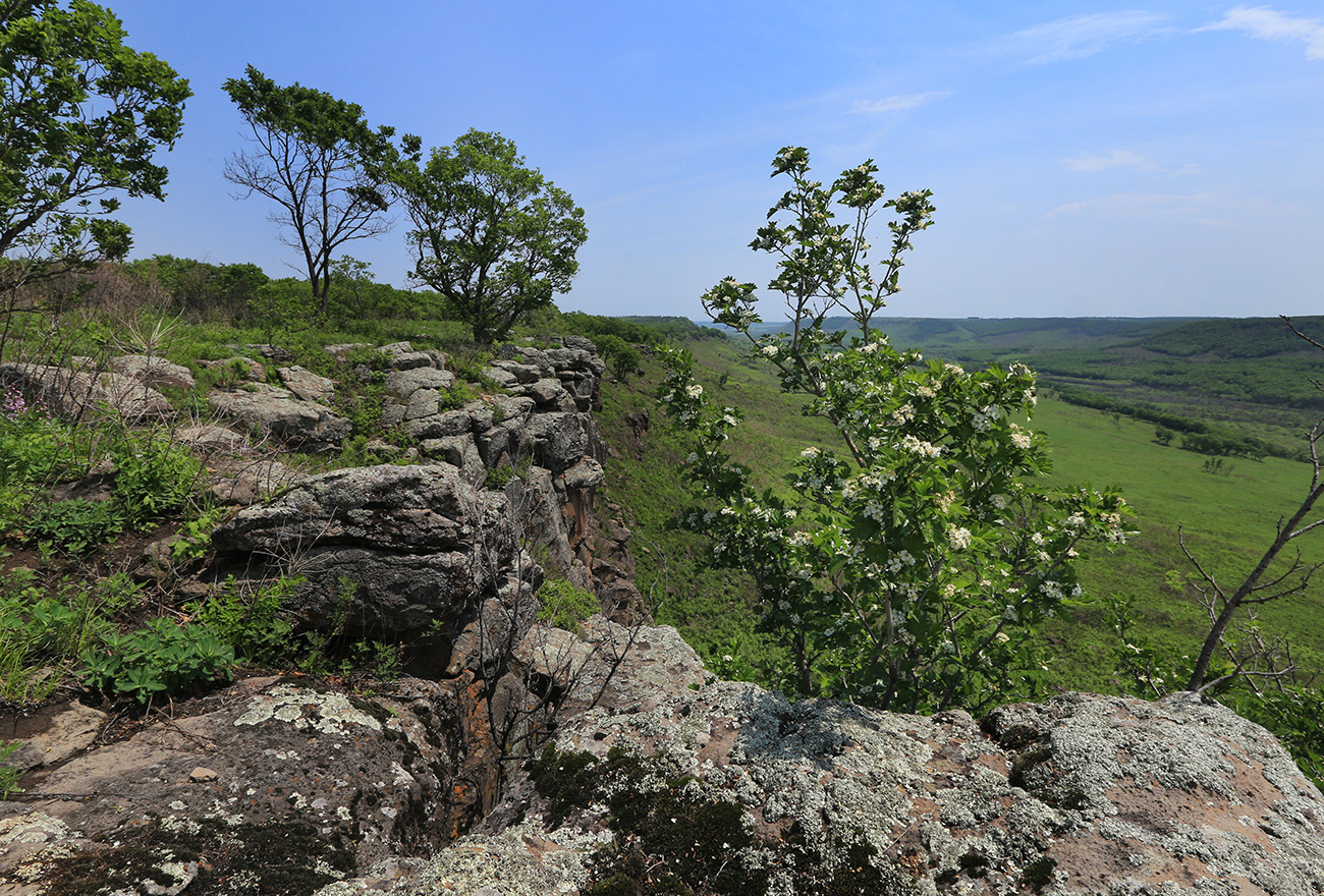 Изображение особи Crataegus pinnatifida.