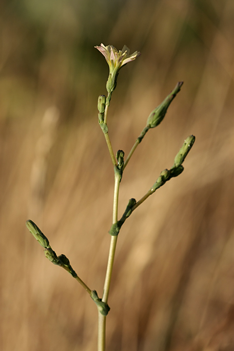 Изображение особи Lactuca serriola.