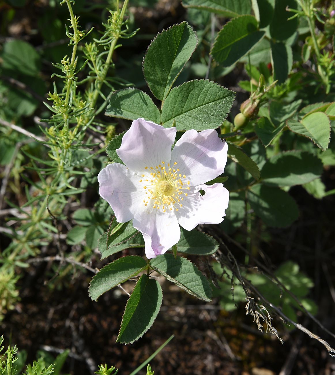 Image of genus Rosa specimen.