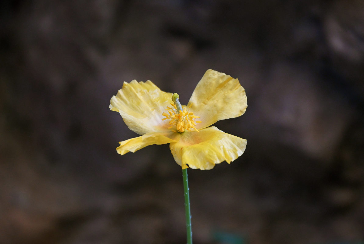 Изображение особи Glaucium squamigerum.