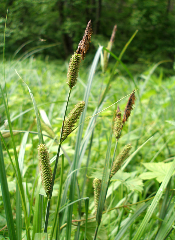 Image of Carex acutiformis specimen.