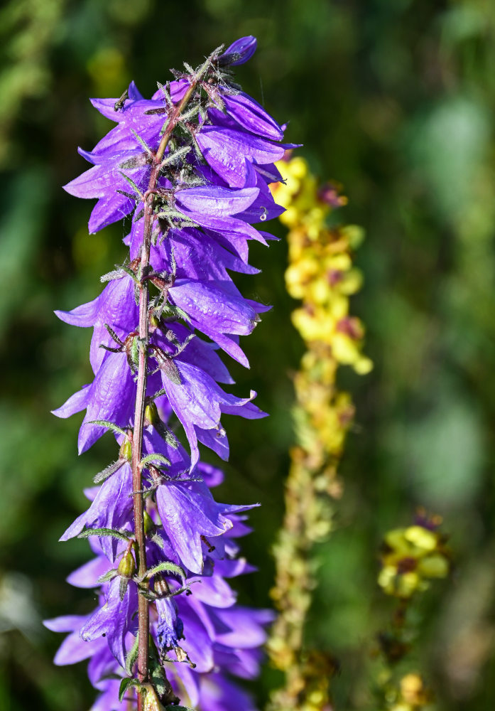 Image of Campanula rapunculoides specimen.