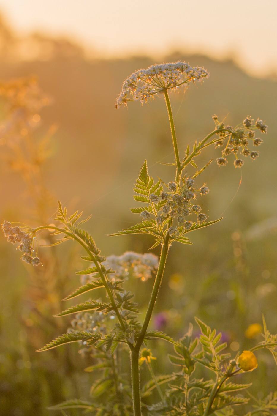 Изображение особи семейство Apiaceae.