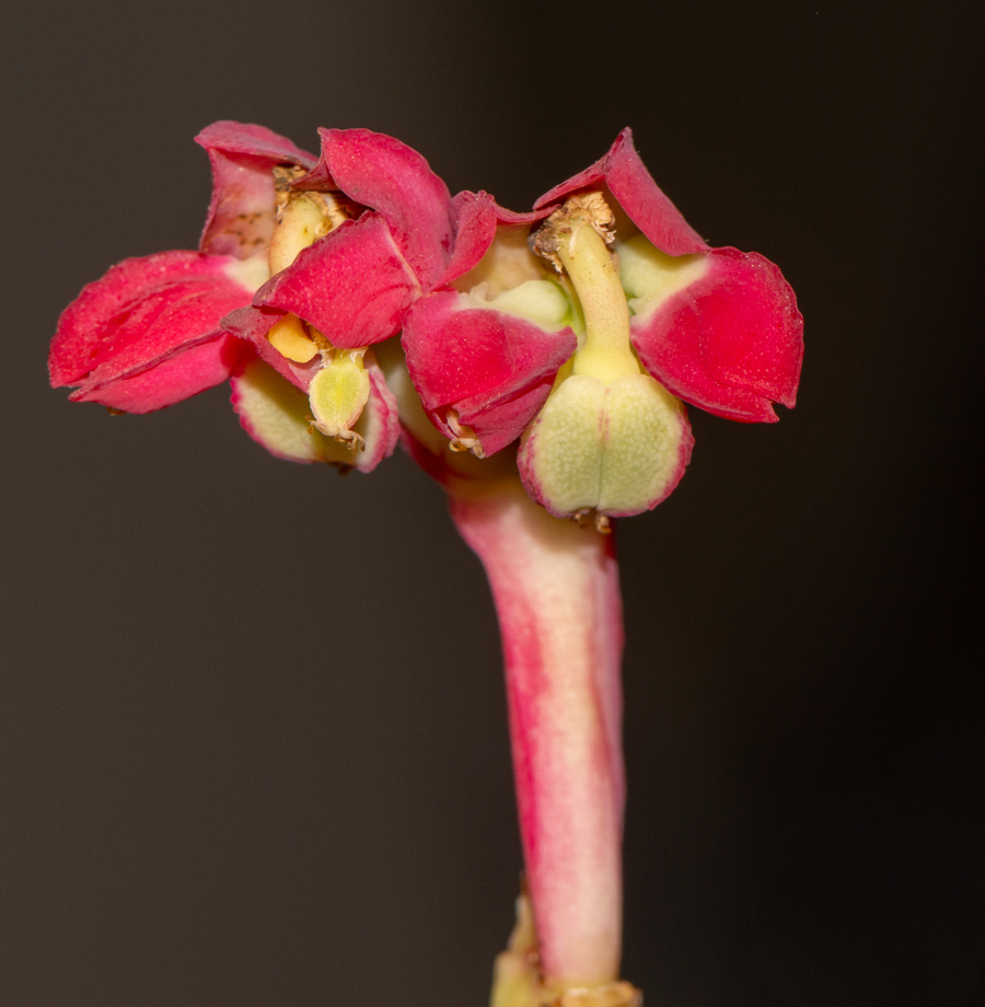 Image of Euphorbia neococcinea specimen.