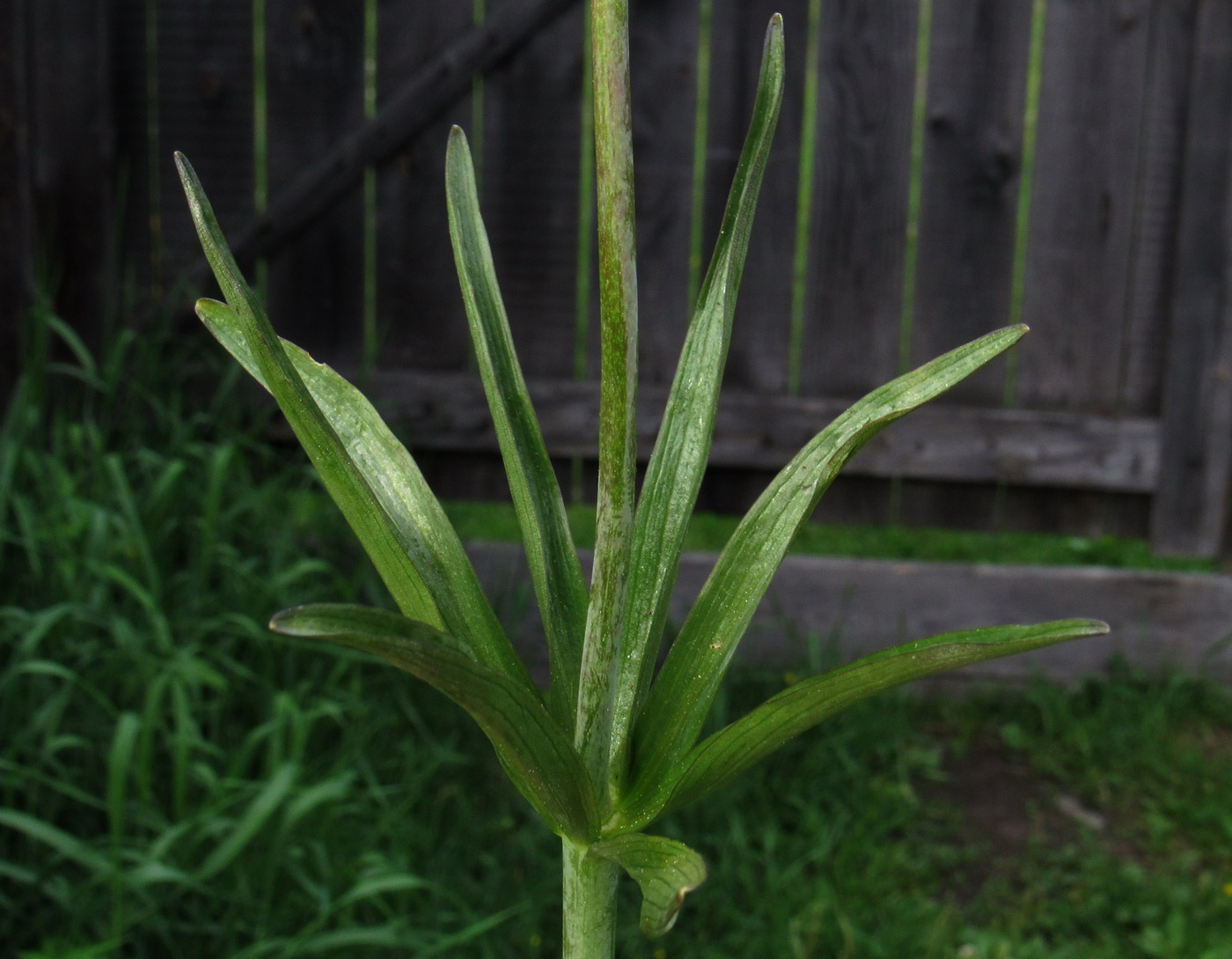 Image of Fritillaria sajanensis specimen.