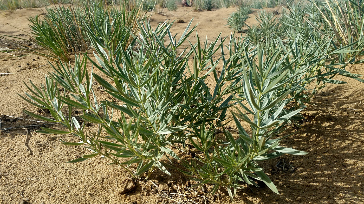 Image of Thermopsis mongolica specimen.