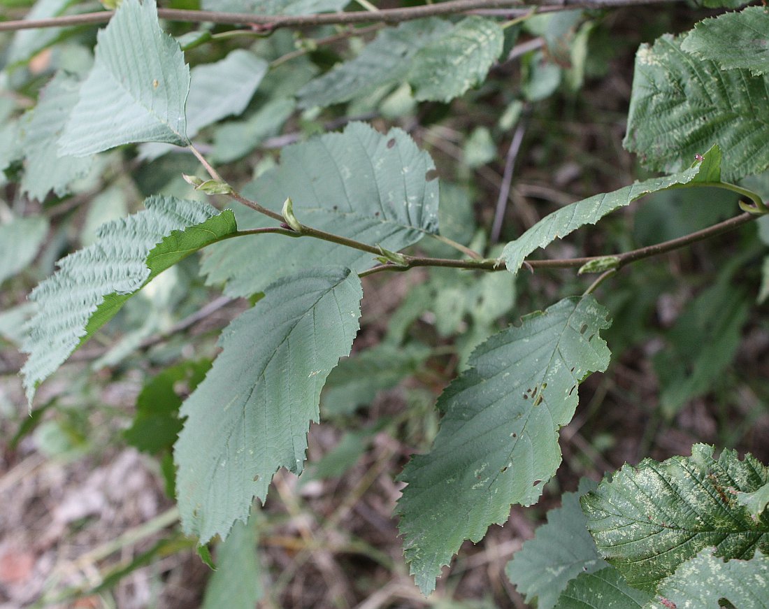 Image of Alnus kolaensis specimen.